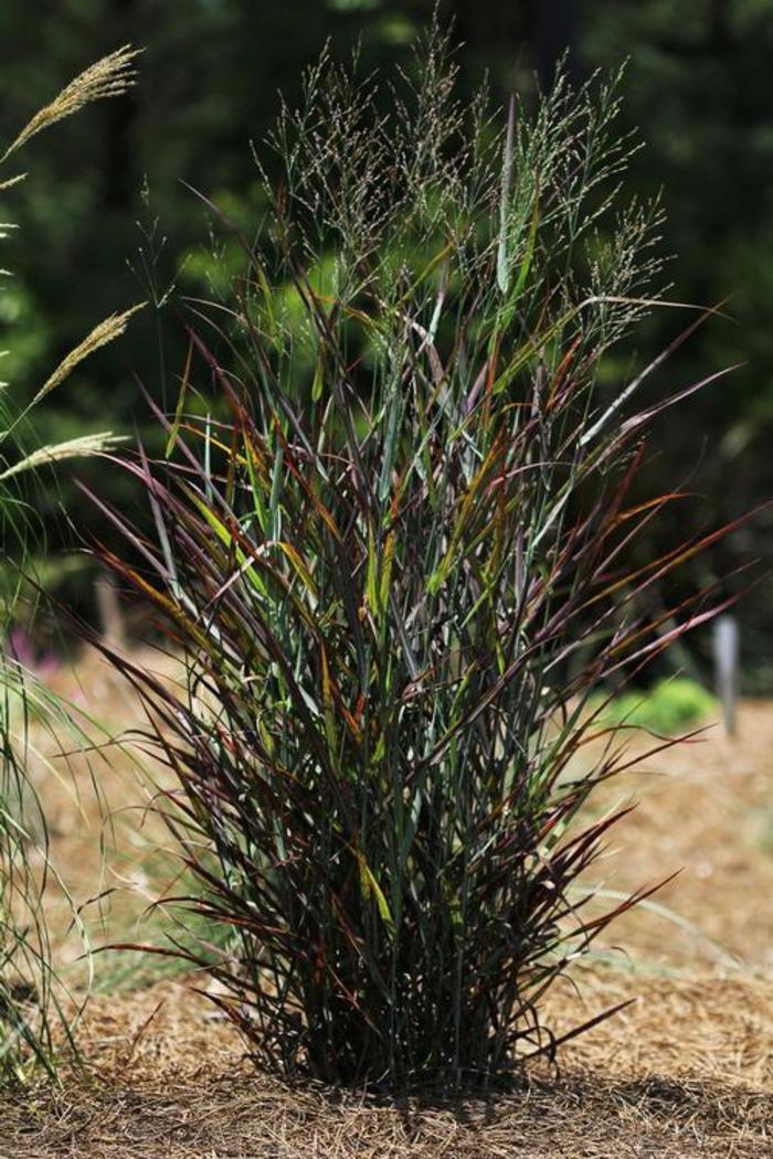 Switch Grass - Panicum virgatum 'Hot Rod' Switch Grass - Panicum virgatum 'Hot Rod'