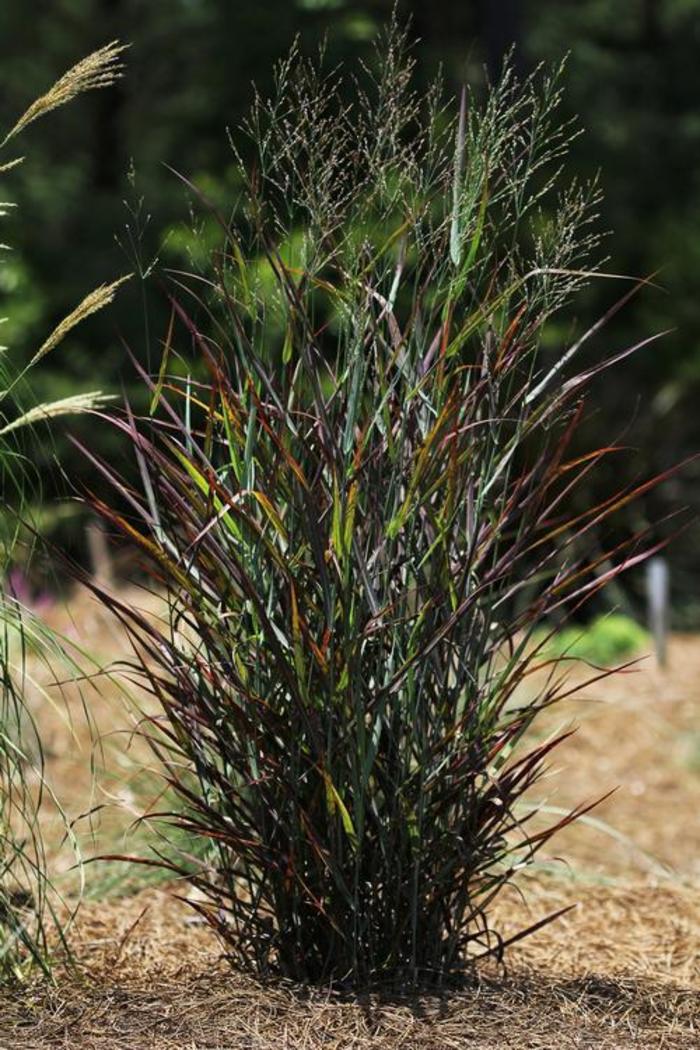 Switch Grass - Panicum virgatum 'Hot Rod'