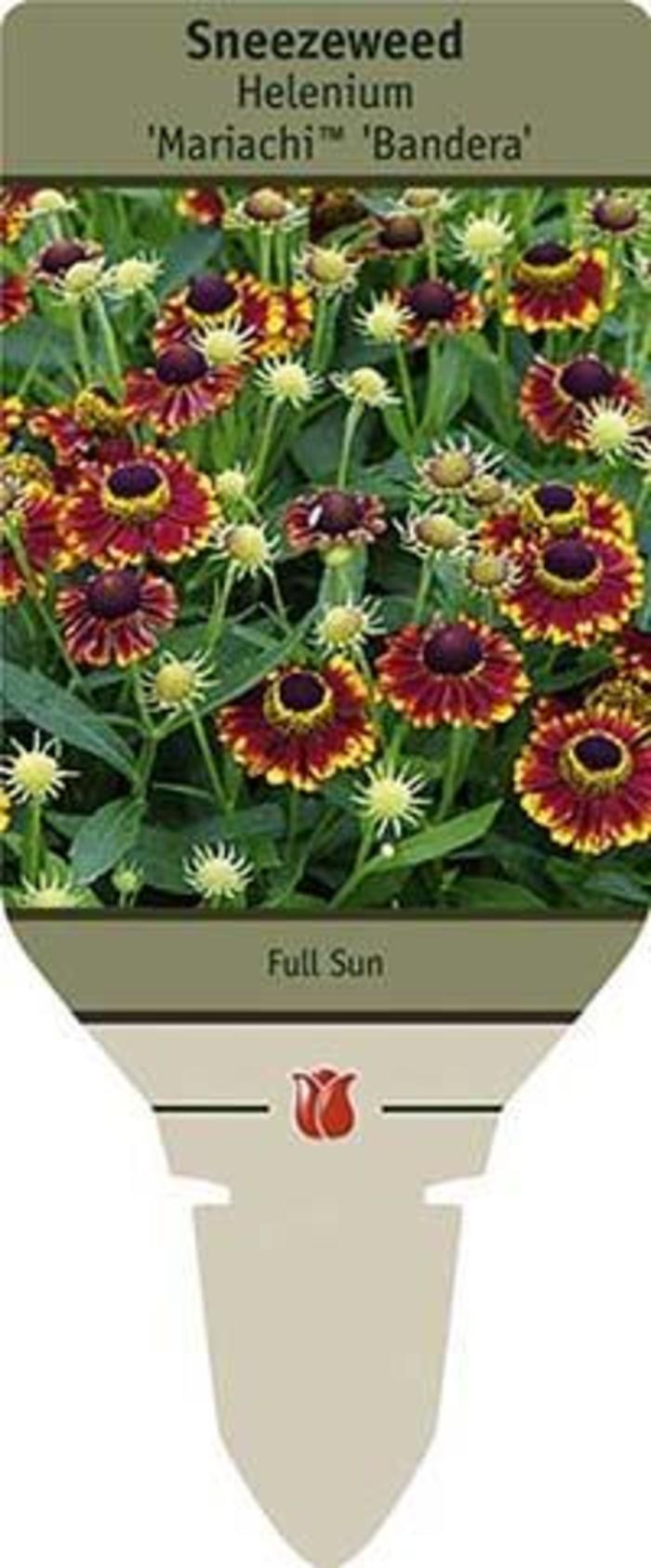 Sneezeweed - Helenium autumnale 'Mariachi Bandera'