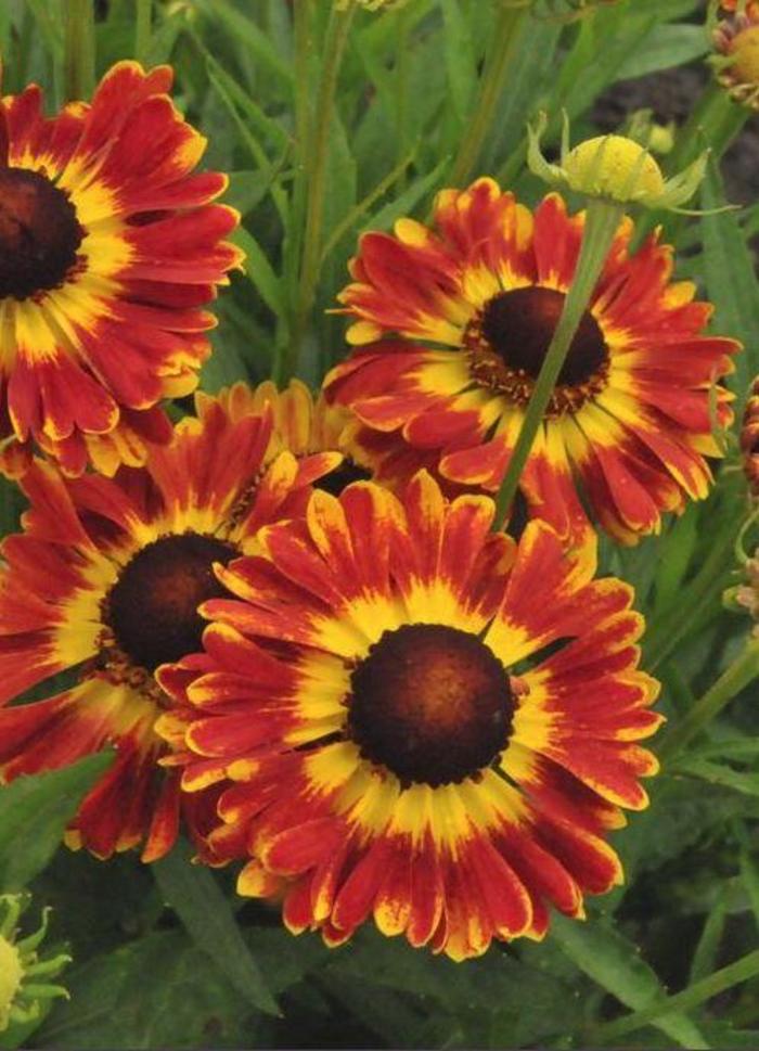 Sneezeweed - Helenium autumnale 'Mariachi Fuego'