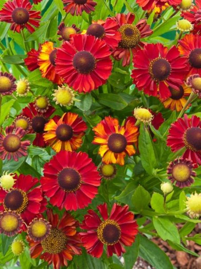 Sneezeweed - Helenium 'Hot Lava' Sneezeweed - Helenium 'Hot Lava'