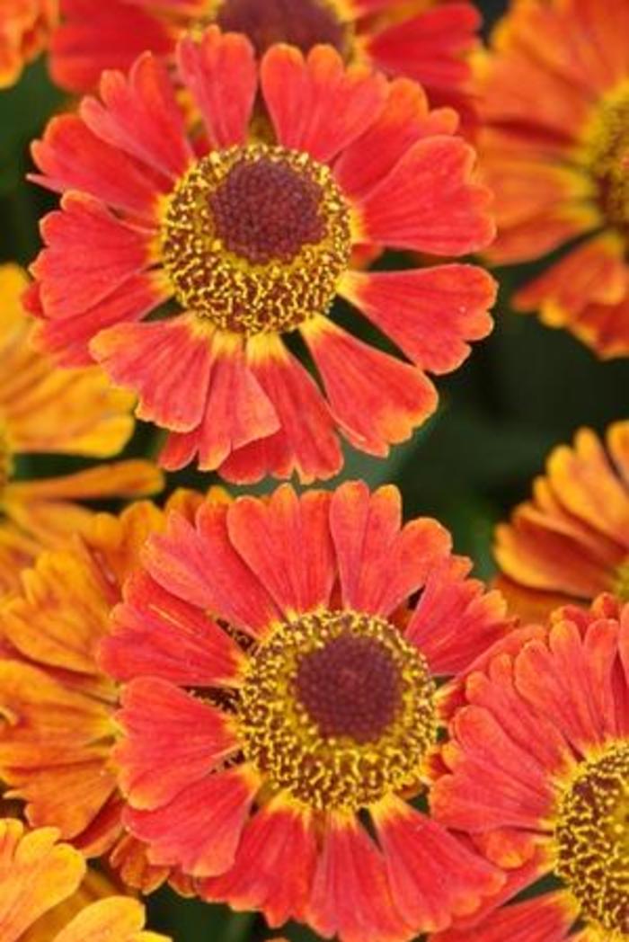 Sneezeweed - Helenium autumnale 'Mariachi Salsa'