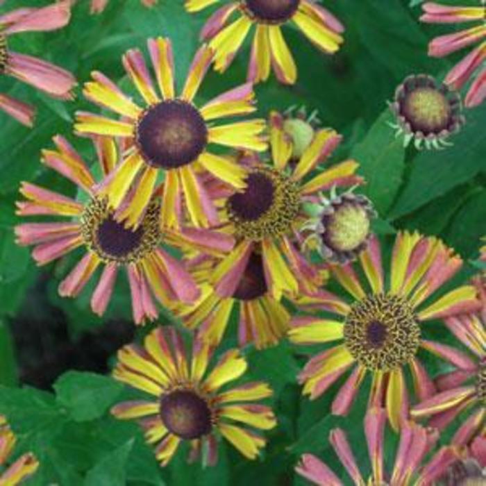 Sneezeweed - Helenium autumnale 'Tie Dye' Sneezeweed - Helenium autumnale 'Tie Dye'
