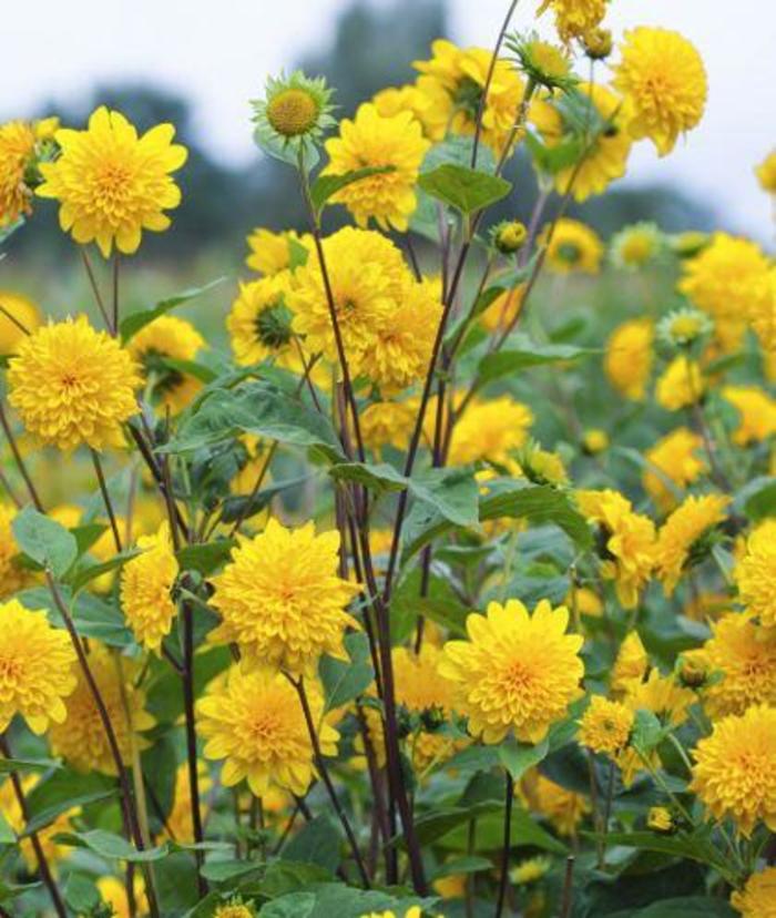 Thin-leaved Sunflower - Helianthus 'Sunshine Daydream ' Thin-leaved Sunflower - Helianthus 'Sunshine Daydream '