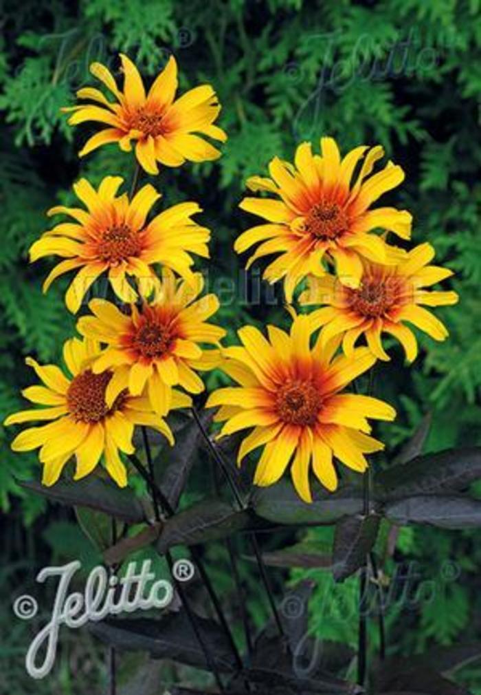 False Sunflower - Heliopsis helianthoides var. scabra 'Burning Hearts'