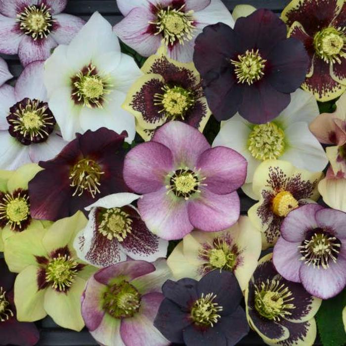 Lenten Rose - Helleborus 'Honeymoon Series Mixed'