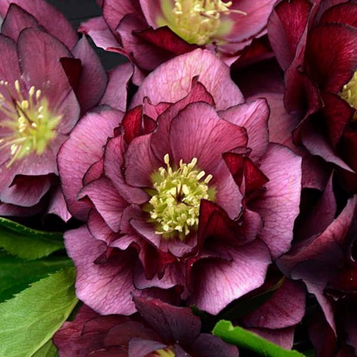 Lenten Rose - Helleborus 'Wedding Party True Love' Lenten Rose - Helleborus 'Wedding Party True Love'