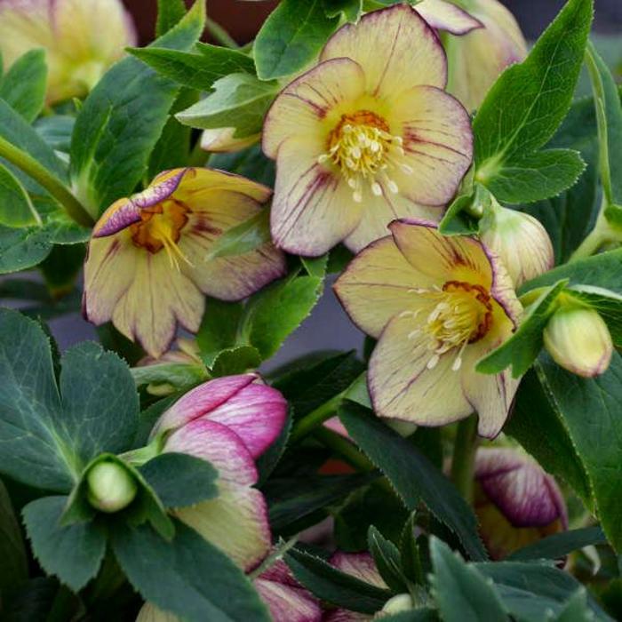 Lenten Rose - Helleborus 'Honeymoon Tropical Sunset' Lenten Rose - Helleborus 'Honeymoon Tropical Sunset'