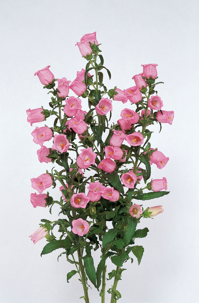 Bellflower - Campanula medium Champion 'Pink' Bellflower - Campanula medium Champion 'Pink'