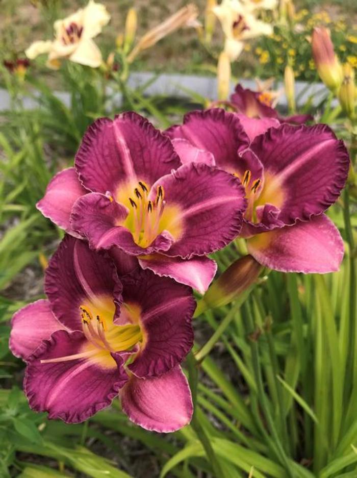 Daylily - Hemerocallis 'Entrapment'