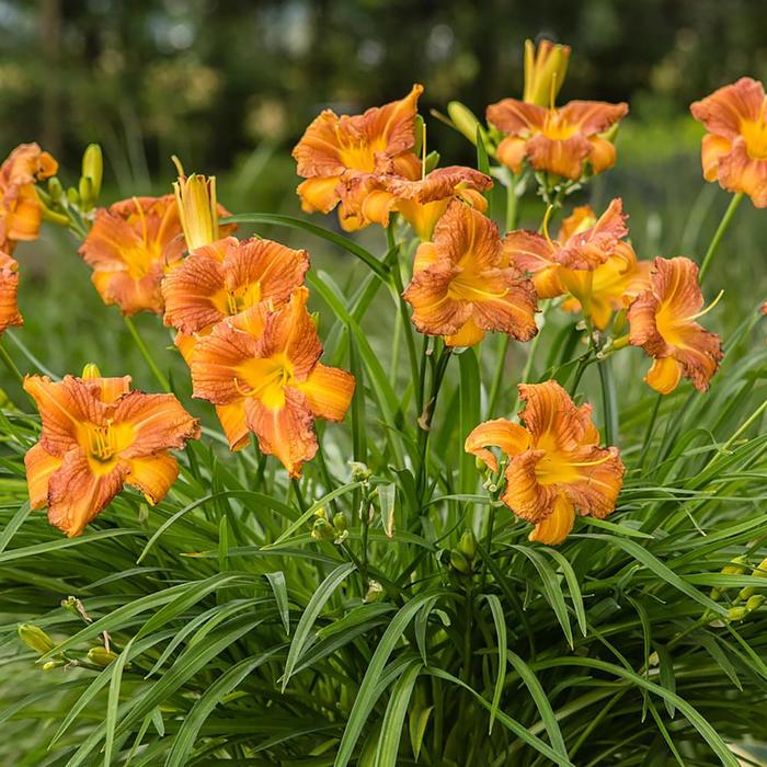 Daylily - Hemerocallis 'EveryDaylily Bronze' Daylily - Hemerocallis 'EveryDaylily Bronze'
