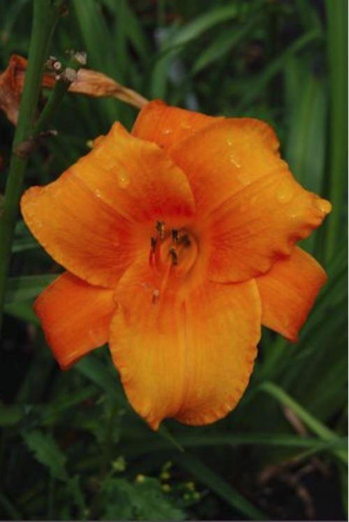 Daylily - Hemerocallis 'Mauna Loa'