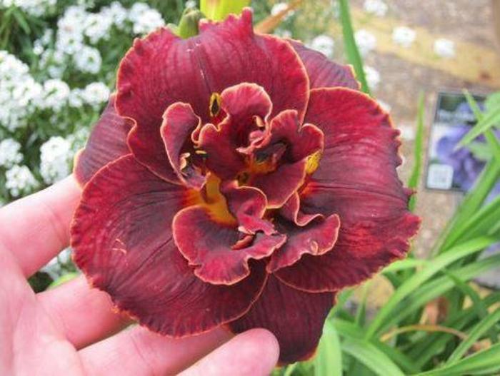 Daylily - Hemerocallis 'Night Embers' Daylily - Hemerocallis 'Night Embers'
