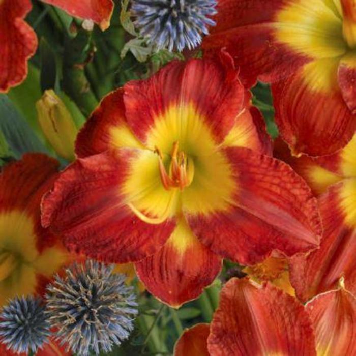 Daylily - Hemerocallis 'Passion for Red'