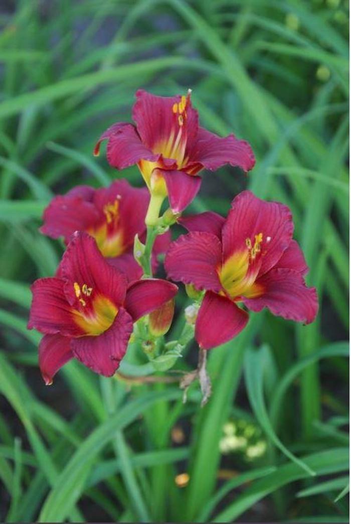 Daylily - Hemerocallis 'Ruby Stella'