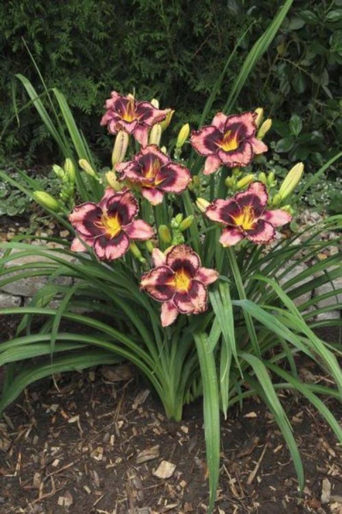 Daylily - Hemerocallis 'Simmons Overture' Daylily - Hemerocallis 'Simmons Overture'