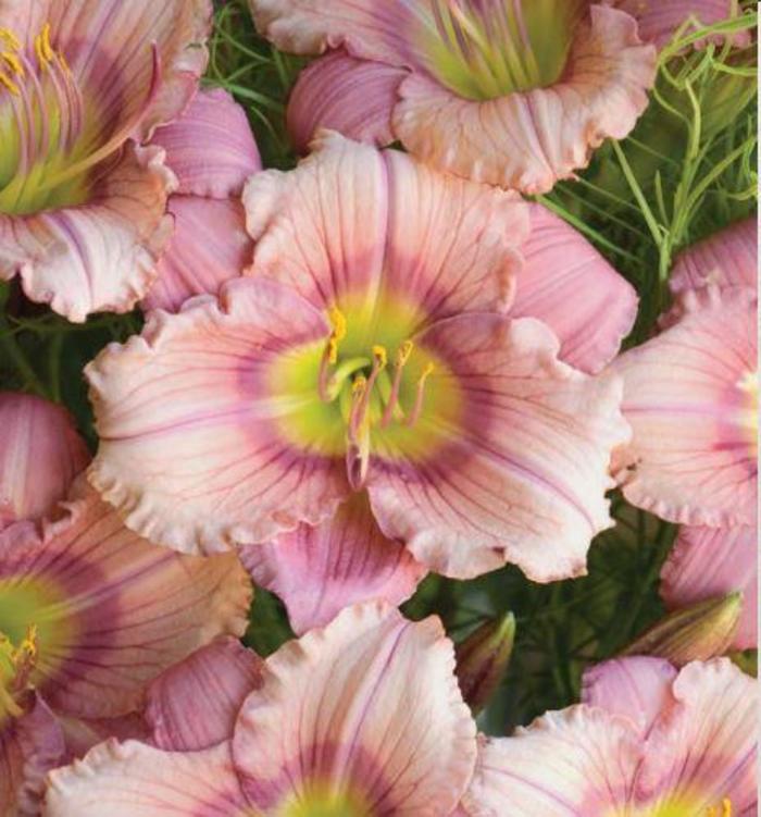 Daylily - Hemerocallis 'Stephanie Returns' Daylily - Hemerocallis 'Stephanie Returns'
