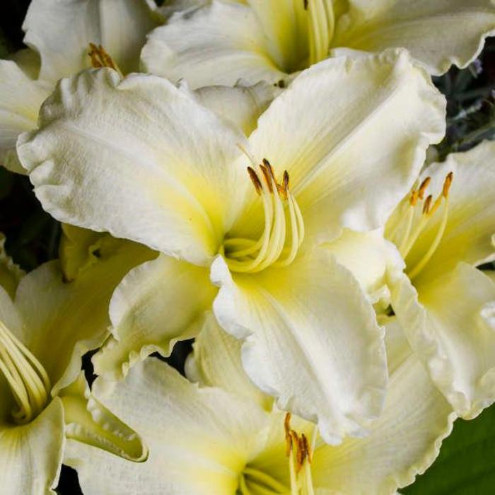 Daylily - Hemerocallis 'Sunday Gloves' Daylily - Hemerocallis 'Sunday Gloves'