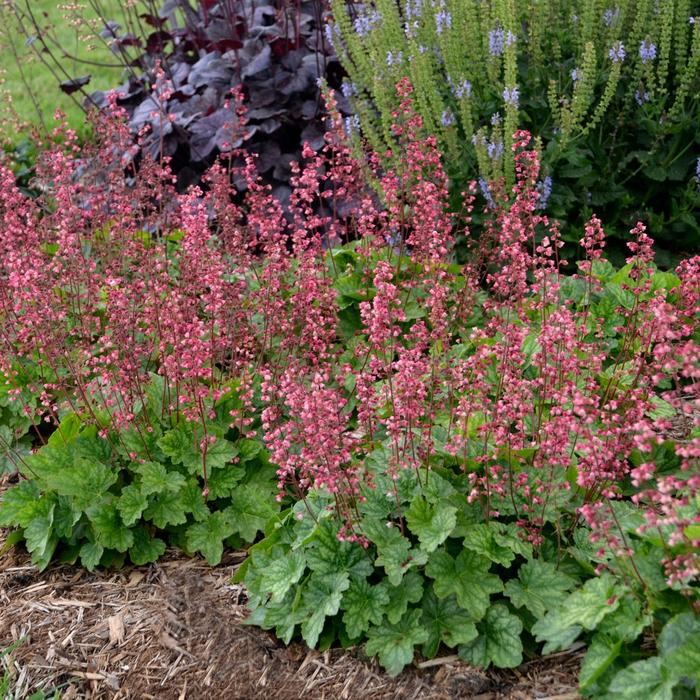 Coral Bells - Heuchera 'Berry Timeless'