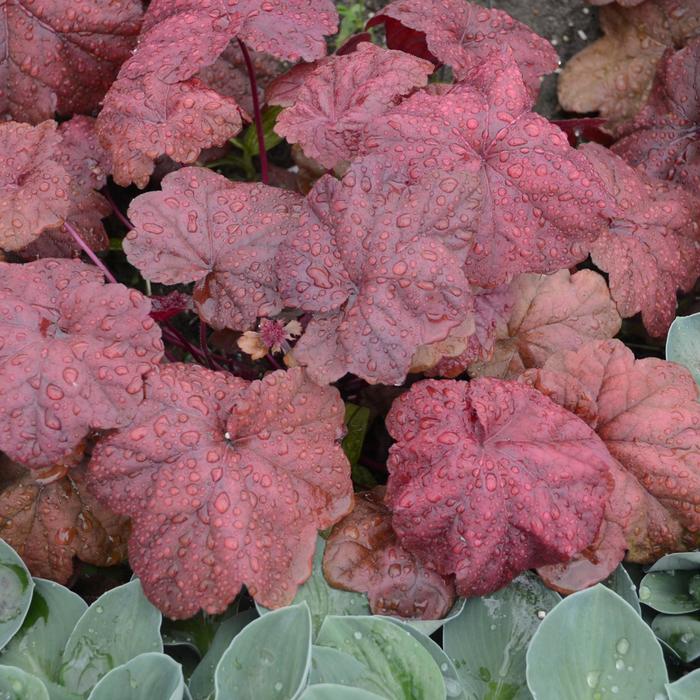 Coral Bells - Heuchera 'Lava Lamp' Coral Bells - Heuchera 'Lava Lamp'
