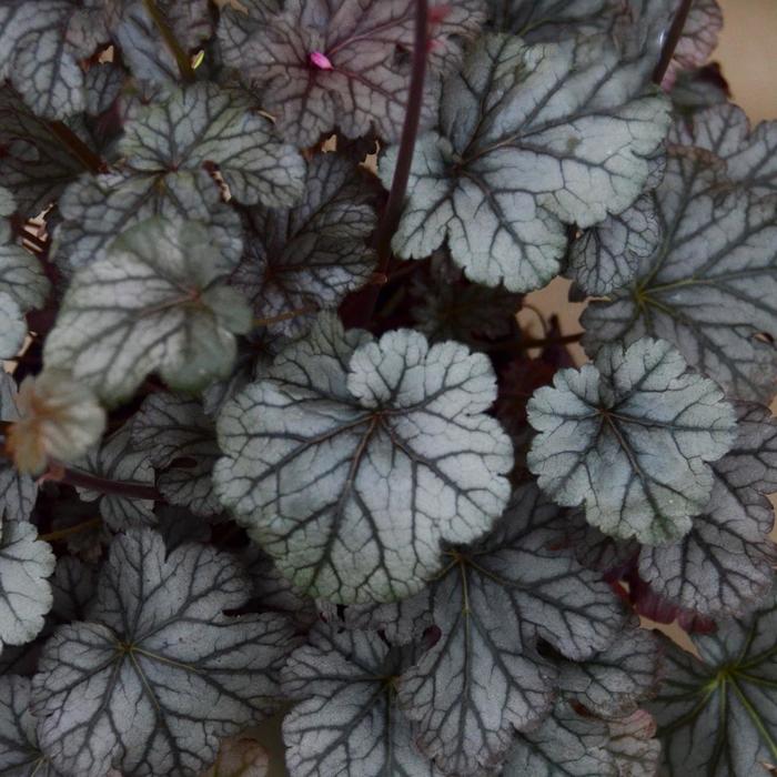 Coral Bells - Heuchera 'Timeless Treasure' Coral Bells - Heuchera 'Timeless Treasure'