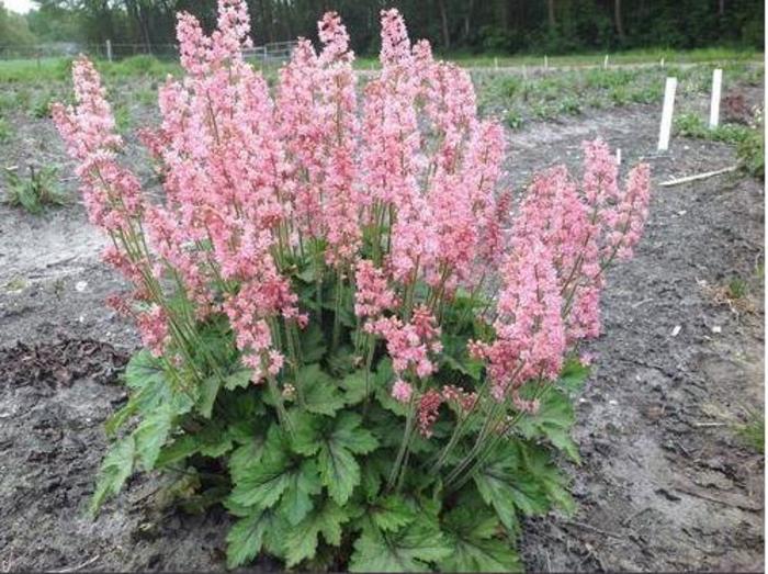 Foamy Bells - Heucherella 'Pink Revolution' Foamy Bells - Heucherella 'Pink Revolution'