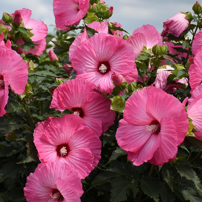 Rose Mallow - Hibiscus 'Airbrush Effect' Rose Mallow - Hibiscus 'Airbrush Effect'