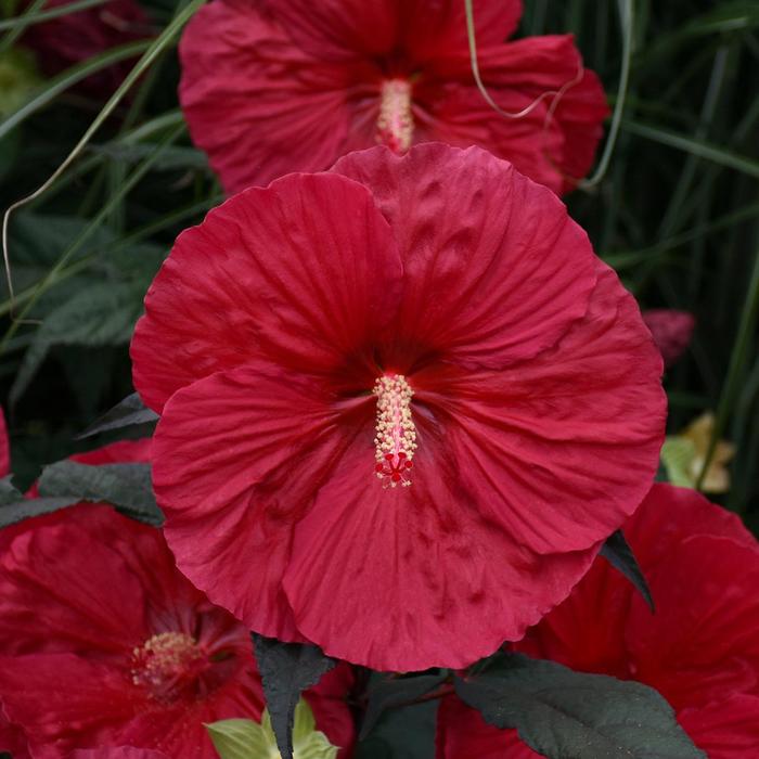 Rose Mallow - Hibiscus 'Mars Madness' Rose Mallow - Hibiscus 'Mars Madness'
