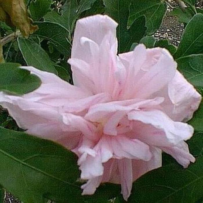 Hibiscus syriacus ‘Lady Stanley’ | Rose of Sharon | Ebert’s Greenhouse