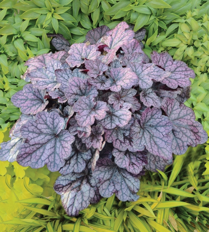 Coral Bells - Heuchera 'Grape Expectations'