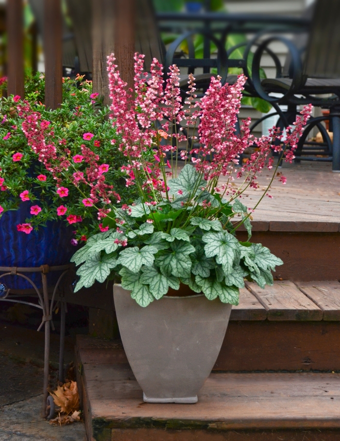 Berry Timeless Coral Bells - Heuchera 'Berry Timeless' Berry Timeless Coral Bells - Heuchera 'Berry Timeless'