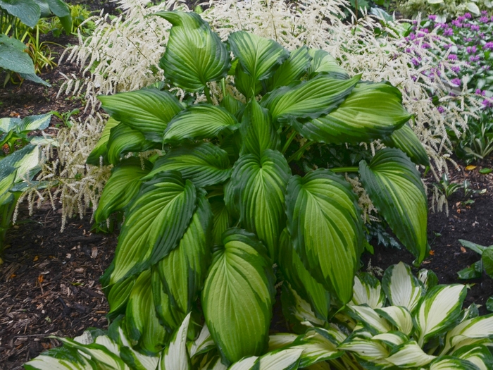 Plantain Lily - Hosta 'Angel Falls' Plantain Lily - Hosta 'Angel Falls'