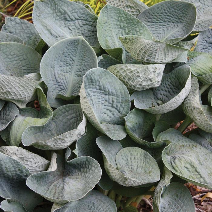 Plantain Lily - Hosta 'Big Daddy' Plantain Lily - Hosta 'Big Daddy'