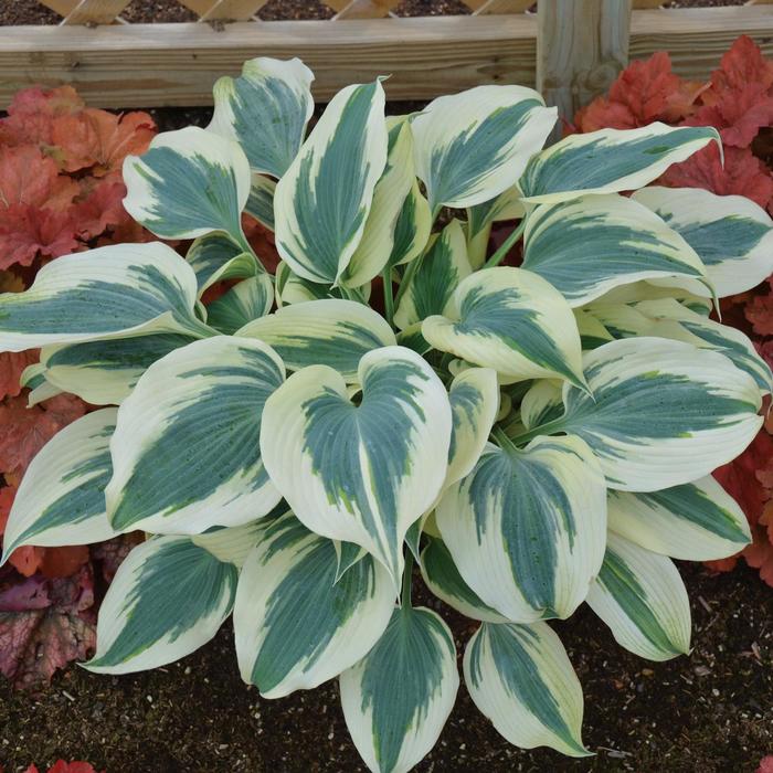Plantain Lily - Hosta 'Blue Ivory' Plantain Lily - Hosta 'Blue Ivory'