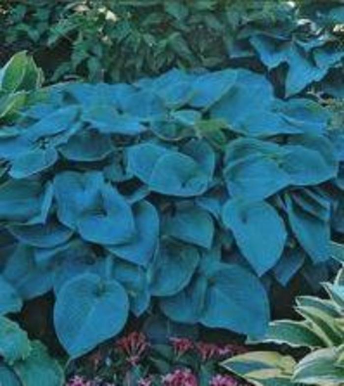 Plantain Lily - Hosta 'Blue Mountains' Plantain Lily - Hosta 'Blue Mountains'
