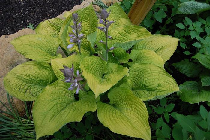 Plantain Lily - Hosta 'Coast to Coast' Plantain Lily - Hosta 'Coast to Coast'