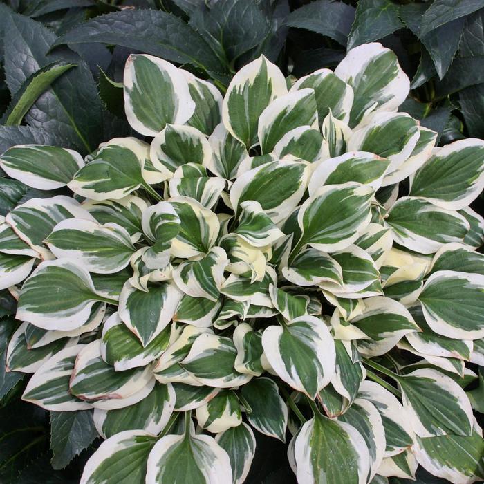 Plantain Lily - Hosta 'Diamonds are Forever' Plantain Lily - Hosta 'Diamonds are Forever'