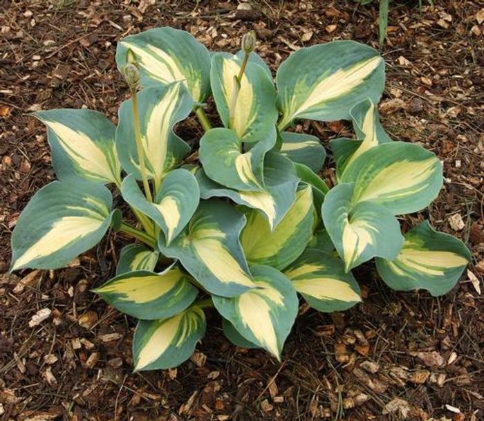 Plantain Lily - Hosta 'Dream Queen' Plantain Lily - Hosta 'Dream Queen'