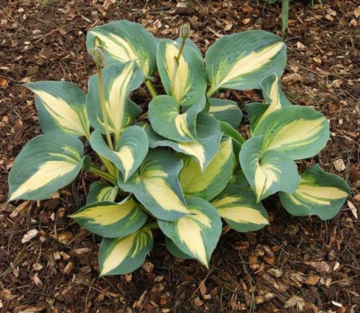 Plantain Lily - Hosta 'Dream Queen'