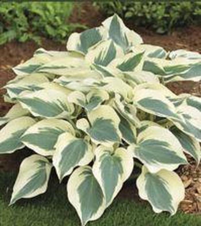 Plantain Lily - Hosta 'Firn Line'