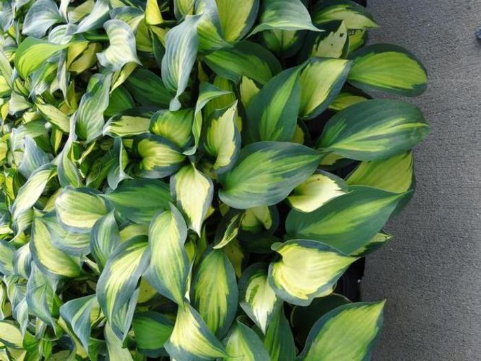 Plantain Lily - Hosta 'Forbidden Fruit' Plantain Lily - Hosta 'Forbidden Fruit'