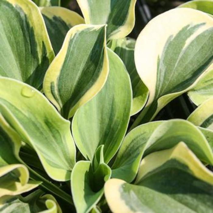 Plantain Lily - Hosta fortunei 'Frosted Mouse Ears' Plantain Lily - Hosta fortunei 'Frosted Mouse Ears'
