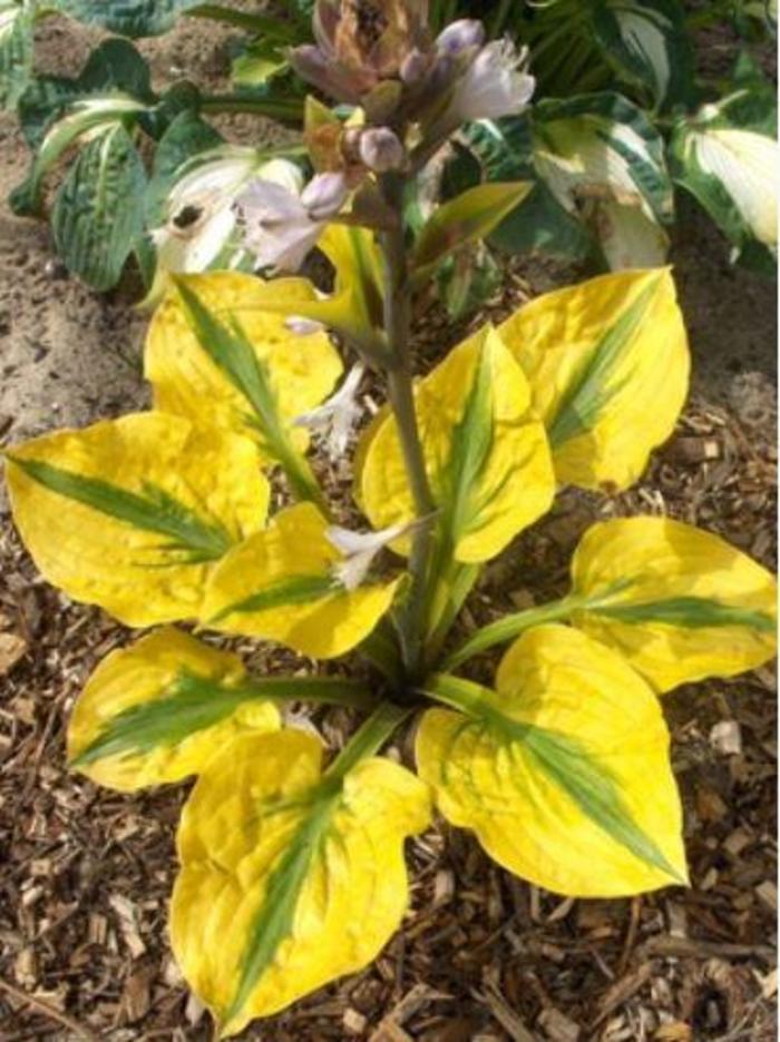 Plantain Lily - Hosta 'Glad Rags'