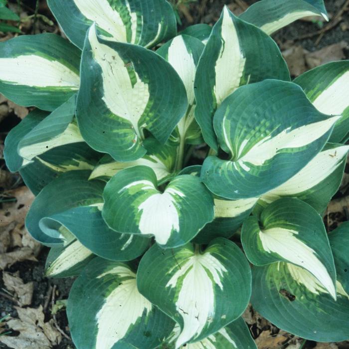 Hosta 'Half and Half' Plantain Lily Ebert's Greenhouse