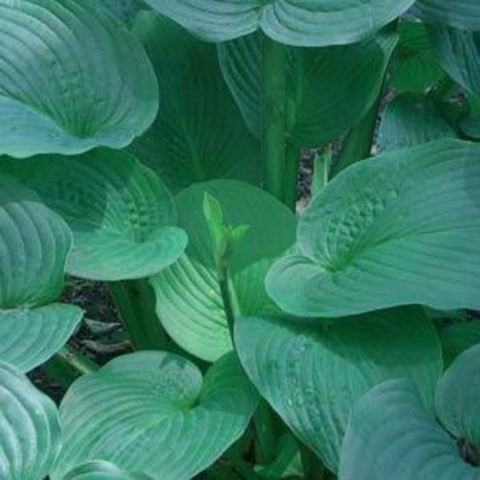 Plantain Lily - Hosta 'Jurassic Park' Plantain Lily - Hosta 'Jurassic Park'