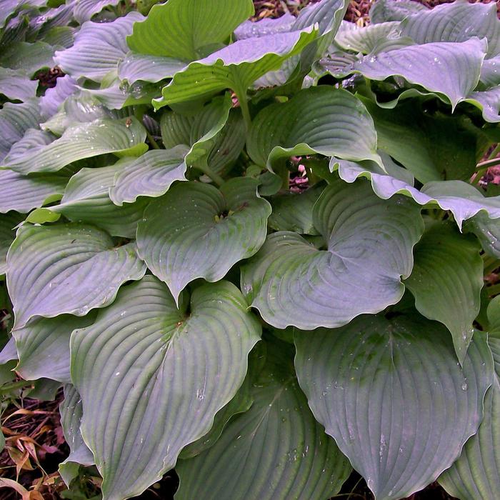 Plantain Lily - Hosta 'Komodo Dragon' Plantain Lily - Hosta 'Komodo Dragon'