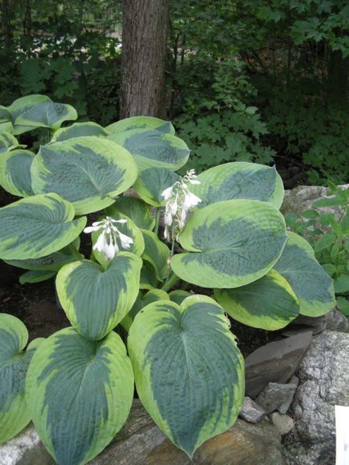 Plantain Lily - Hosta 'Olive Bailey Langdon'