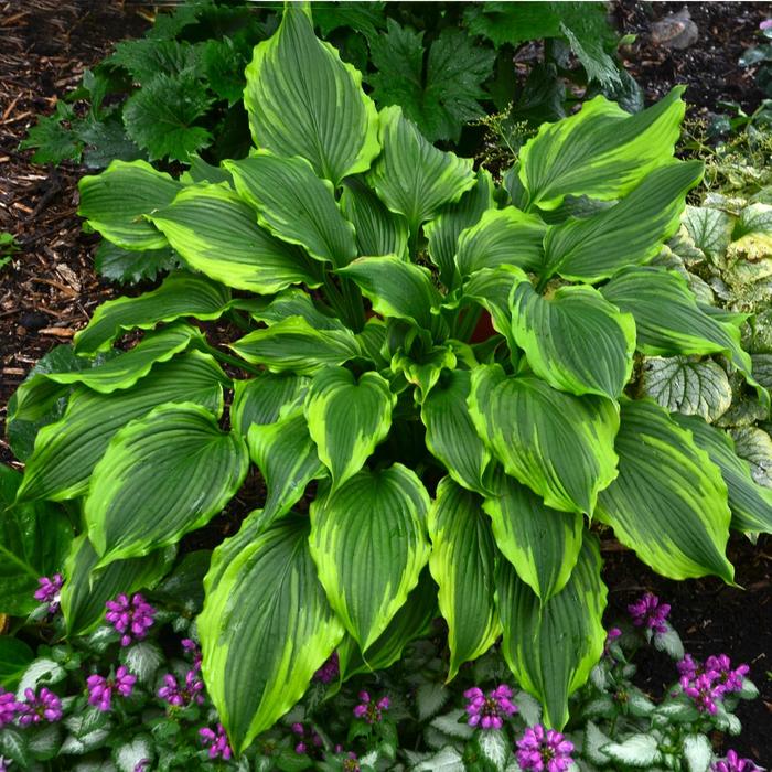 Plantain Lily - Hosta 'One Last Dance' Plantain Lily - Hosta 'One Last Dance'