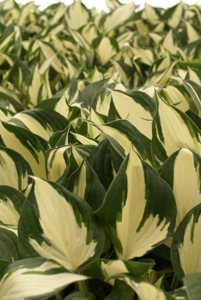 Plantain Lily - Hosta 'Reversed Patriot' Plantain Lily - Hosta 'Reversed Patriot'