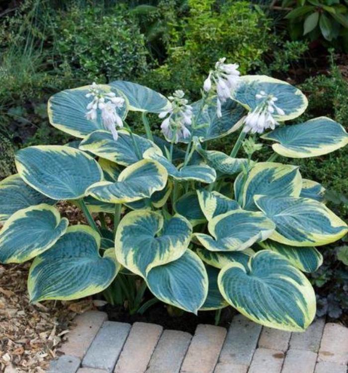 Plantain Lily - Hosta 'Sugar Daddy' Plantain Lily - Hosta 'Sugar Daddy'